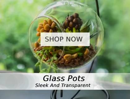 glass-pot