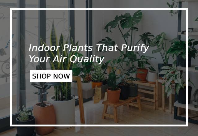 Indoor Plants Shop Now