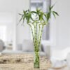 Dancing Bamboo With big leaf pack of 3 (90cm Spiral Lucky Bamboo) - Image 2