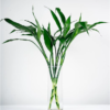 Lucky Bamboo Straight Sticks 60 cm 5 Stick - Image 2