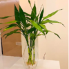 Lucky Bamboo Straight Sticks 60 cm 5 Stick - Image 3