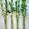 Dancing Bamboo With big leaf pack of 3 (90cm Spiral Lucky Bamboo) - Image 3