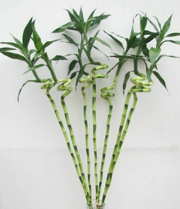 Dancing Bamboo With big leaf pack of 3 (90cm Spiral Lucky Bamboo)