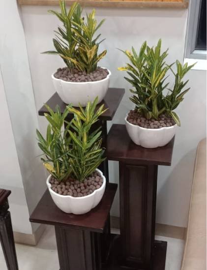 plants-on-rent1