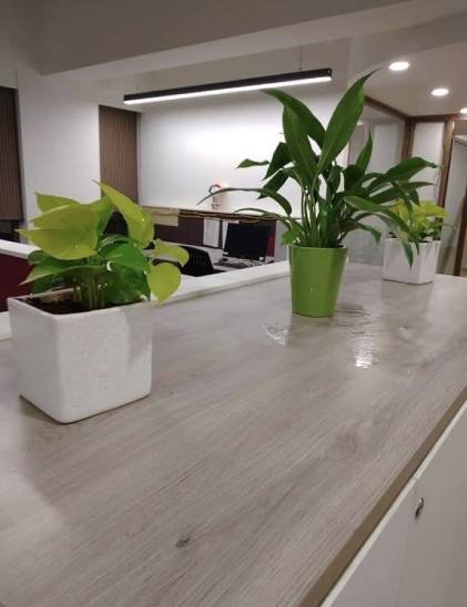 plants-on-rent2