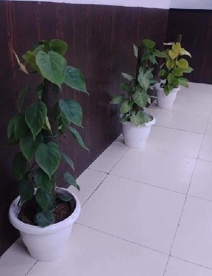 plant-on-rent8